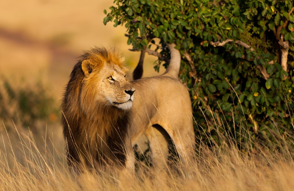 10-days-kenya-tanzania-amazing-wildlife-safari-1