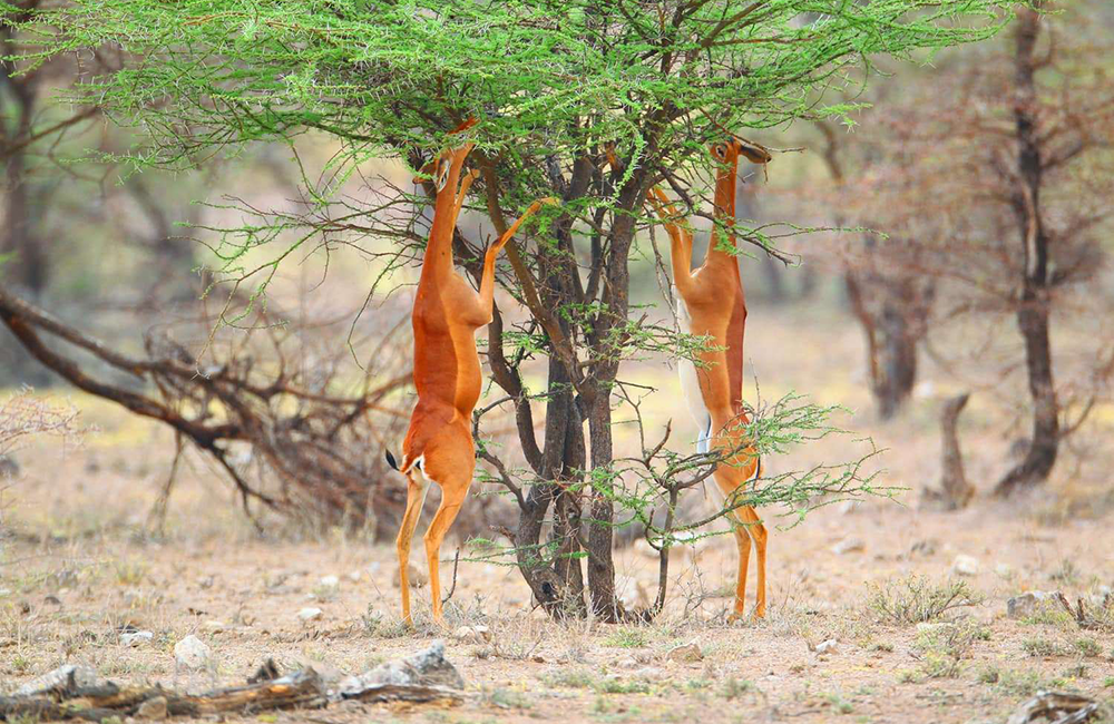 3-days-samburu-national-reserve-safari-2 3-days-samburu-national-reserve-safari