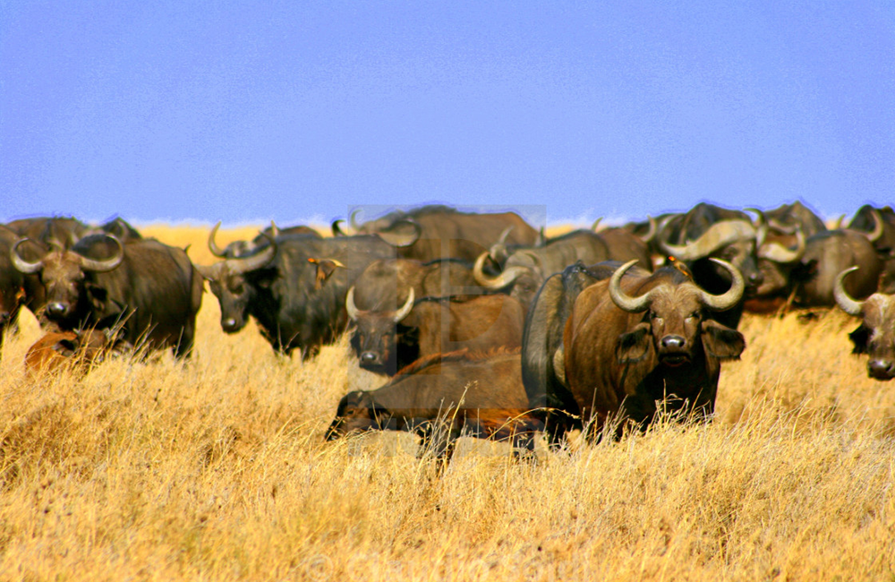 4-days-lake-manyara-ngorongoro-crater-serengeti-safari-1