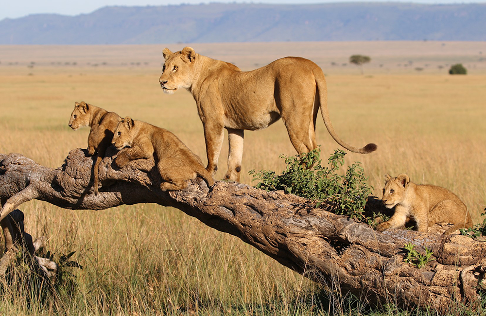 4-days-lake-naivasha-masai-mara-safari-1 4-days-lake-naivasha-masai-mara-safari