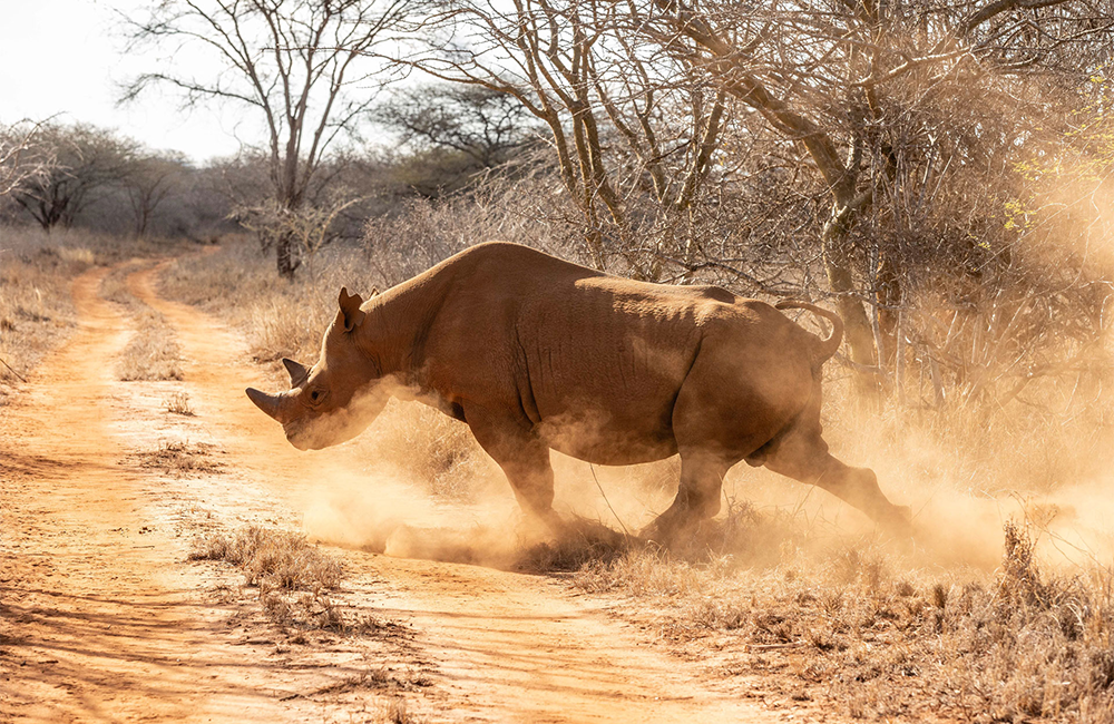 5-days-lake-manyara-ngorongoro-crater-tarangire-safari-1