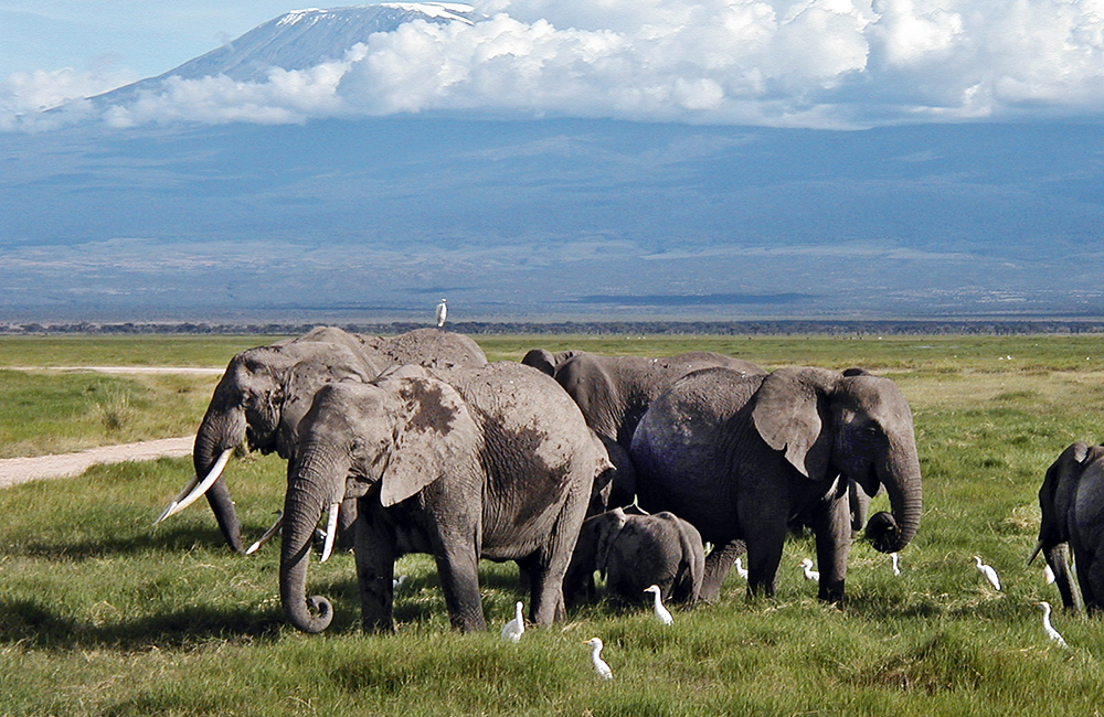 6-days-amboseli-aberdares-lake-nakuru-masai-mara-luxury-safari-1 6-days-amboseli-aberdares-lake-nakuru-masai-mara-luxury-safari