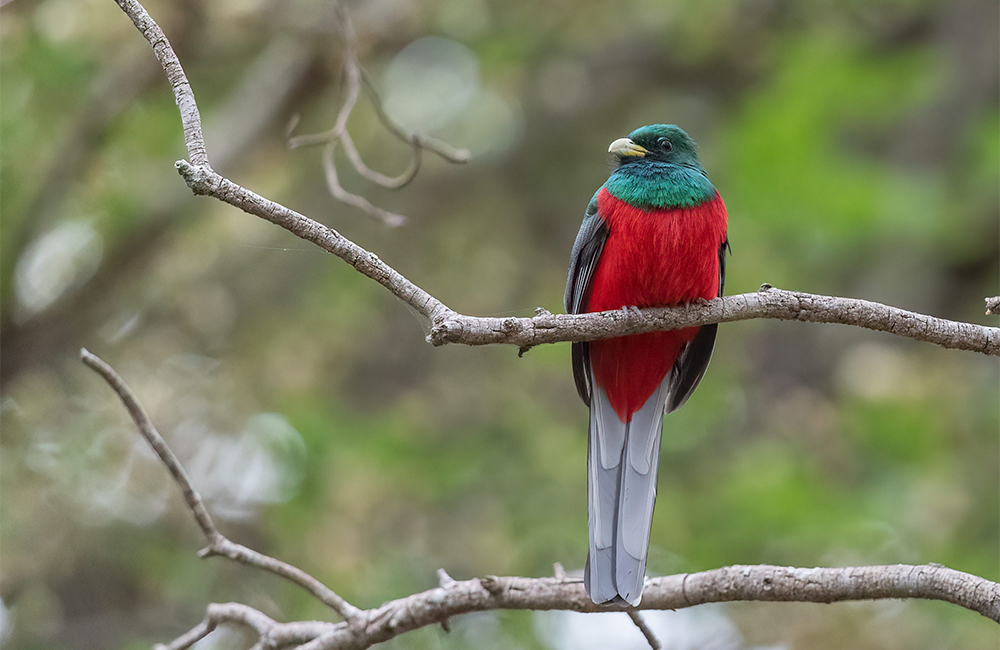 6-days-amboseli-aberdares-lake-nakuru-masai-mara-safari-1