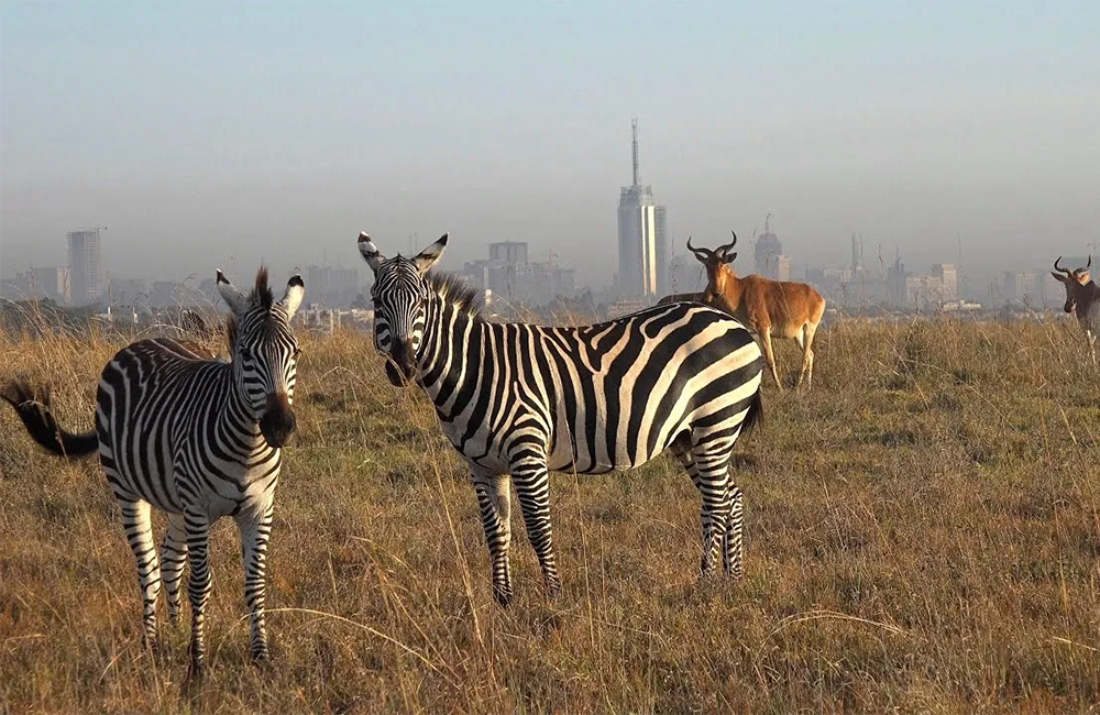 7-days-amboseli-lake-nakuru-masai-mara-safari-1