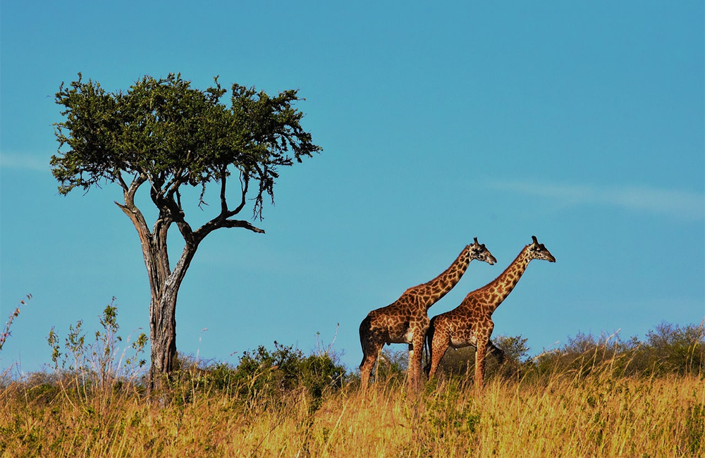7-days-lake-manyara-serengeti-ngorongoro-tarangire-safari-1