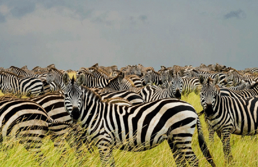 7-days-lake-nakuru-masai-mara-serengeti-ngorongoro-crater-safari-1