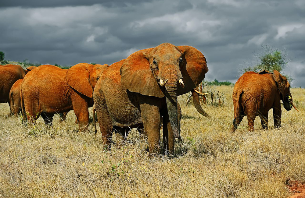 8-days-kenya-beach-safari-package-1