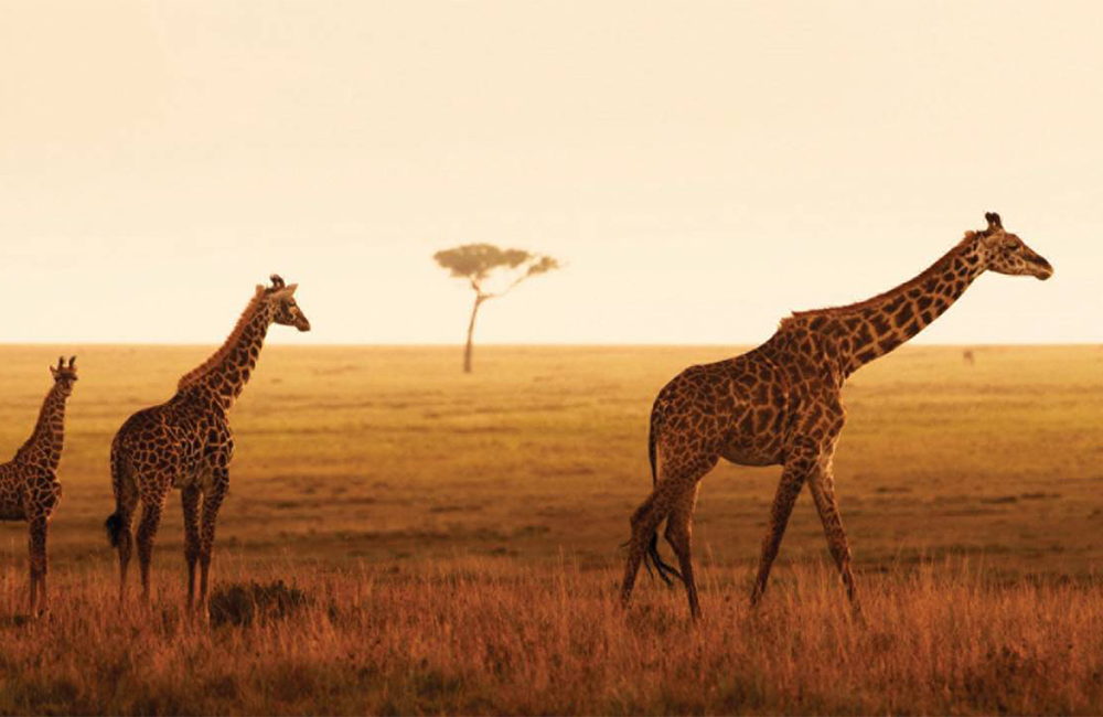 8-days-lake-manyara-serengeti-ngorongoro-safari-1