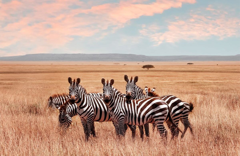 9-days-amboseli-serengeti-lake-manyara-ngorongoro-crater-safari-1