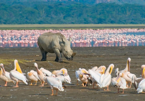 1 Day Lake Nakuru National Park Day Trip
