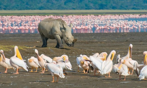 https://www.kanukalasafari.com/1-day-lake-nakuru-national-park-day-trip/