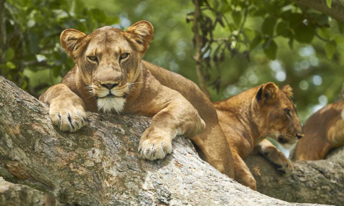 https://www.kanukalasafari.com/3-days-queen-elizabeth-national-park-safari/