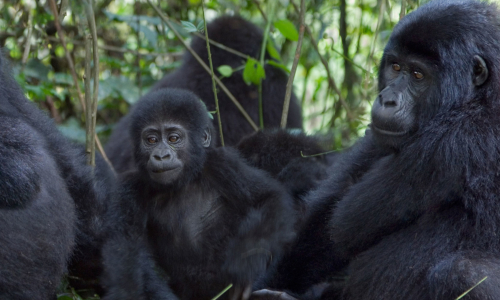 https://www.kanukalasafari.com/3-days-uganda-gorilla-trekking-safari/