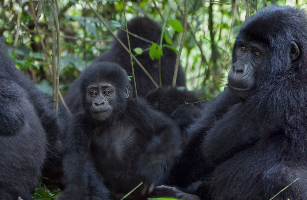 3 Days Uganda Gorilla Trekking Safari 1