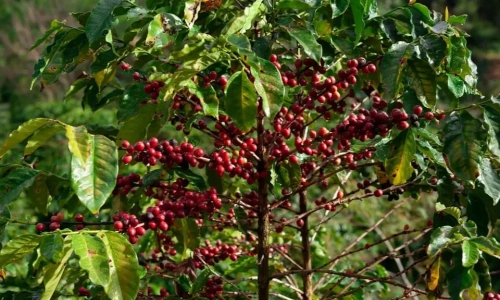 https://www.kanukalasafari.com/private-tour-to-fairview-coffee-farm-in-nairobi-with-pickup/