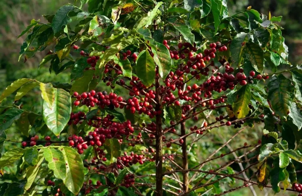 Private Tour to Fairview Coffee Farm in Nairobi with Pickup